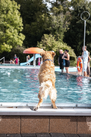 Golden retriever dog stands on edge of public swimming pool watching swimmers and activities in the water.