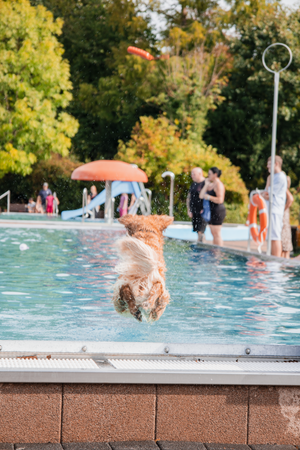 A wet dog leaps gracefully into a swimming pool on a sunny autumn day with colorful trees in the background.