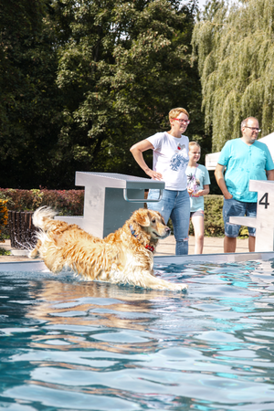 Sequence of photos showing a golden retriever dog jumping into a swimming pool on a sunny day.