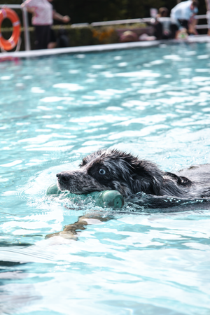 Black dog swimming in clear blue pool water with visible ripples and reflections.