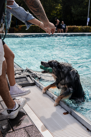A black dog jumps into a swimming pool from the edge in a sequence of action shots showing the diving motion.