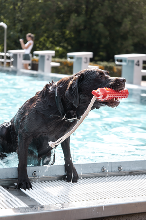 Black dog playing with red toy while swimming in pool at edge of white deck.