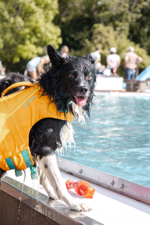 A black and white Border Collie dog shakes off water while standing at the edge of a swimming pool.