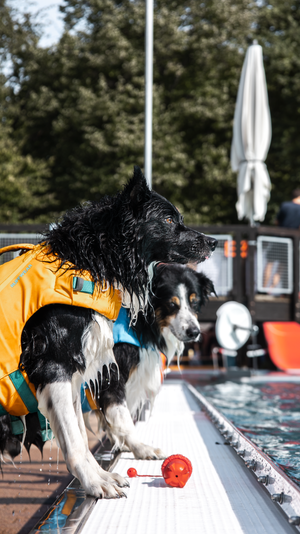 A black and white Border Collie in a life vest chases a red ball along the edge of a swimming pool.