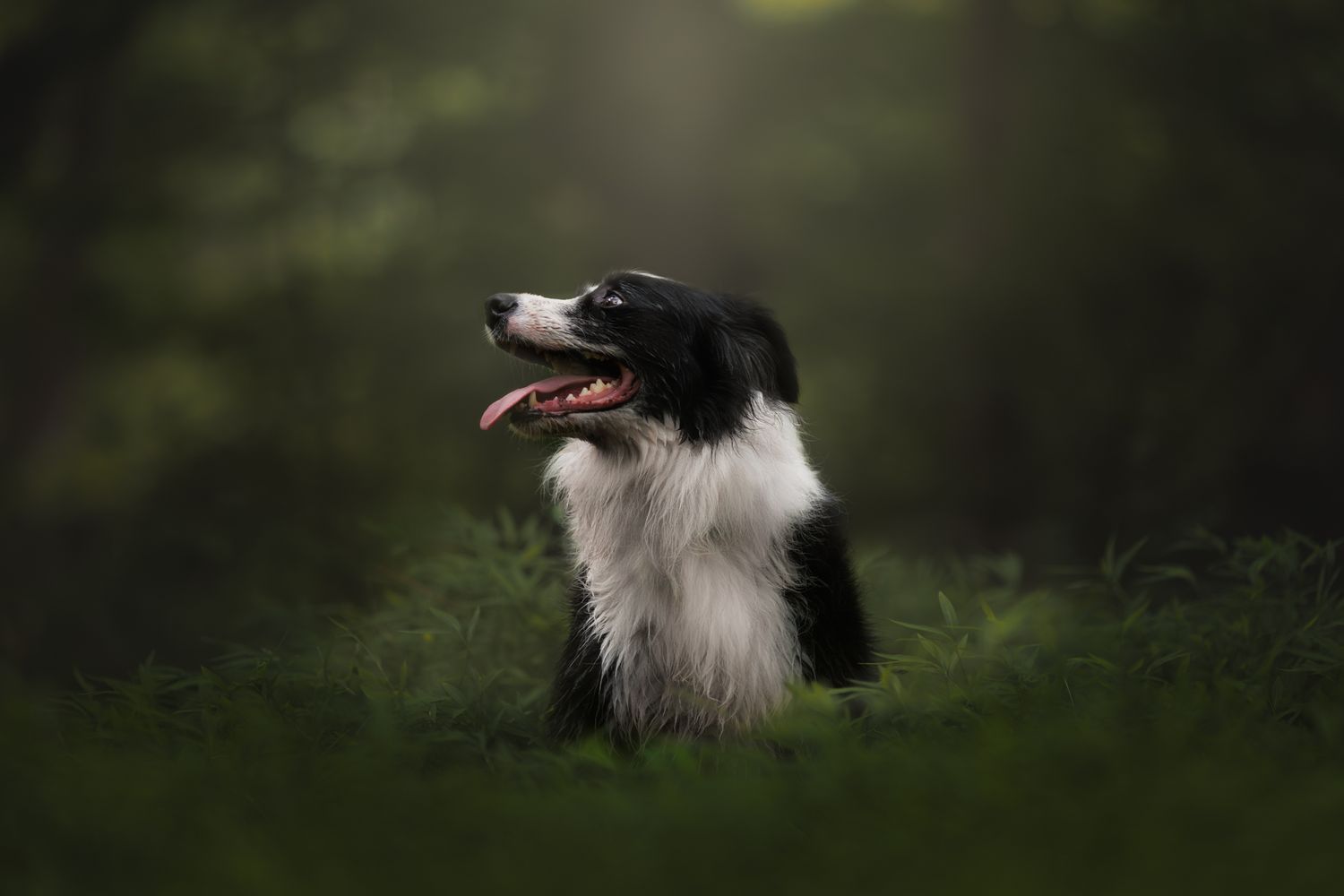 large dog photo
