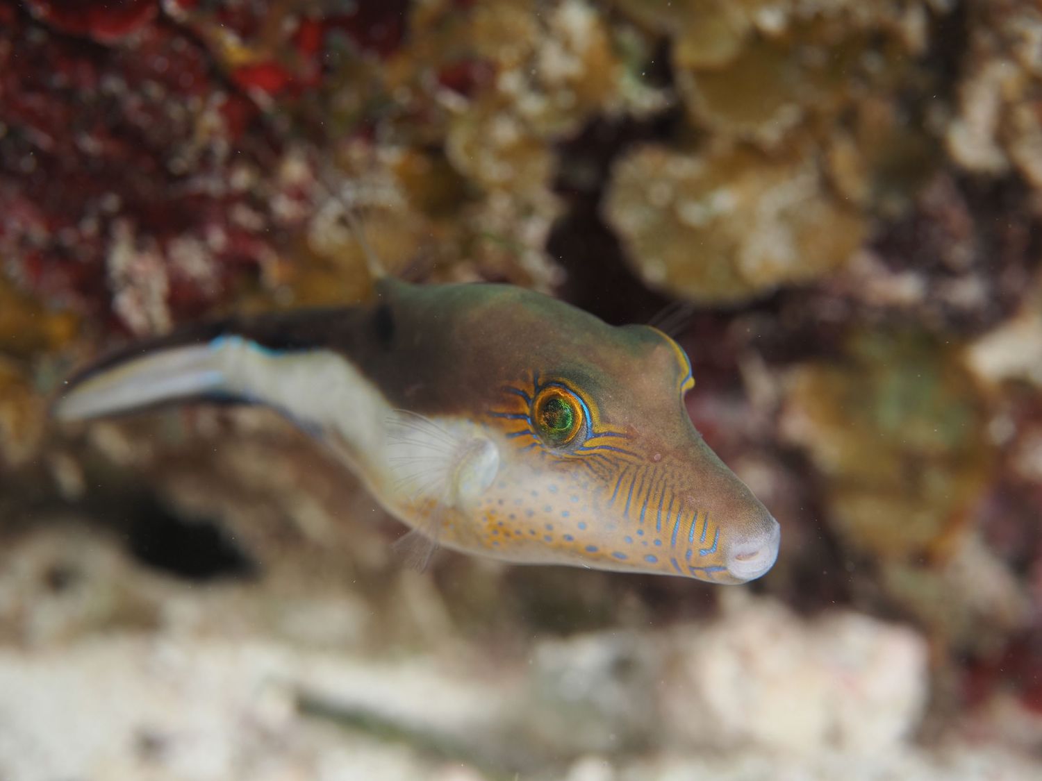 Macro shot of a small coral reef fish with detailed facial features against blurred background.