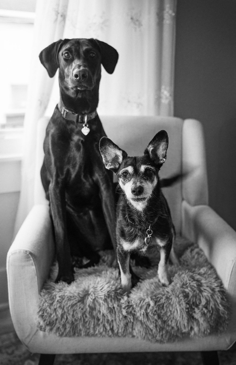 Black and white photo of a large black Doberman and small Chihuahua mix sitting together on a cushioned armchair.