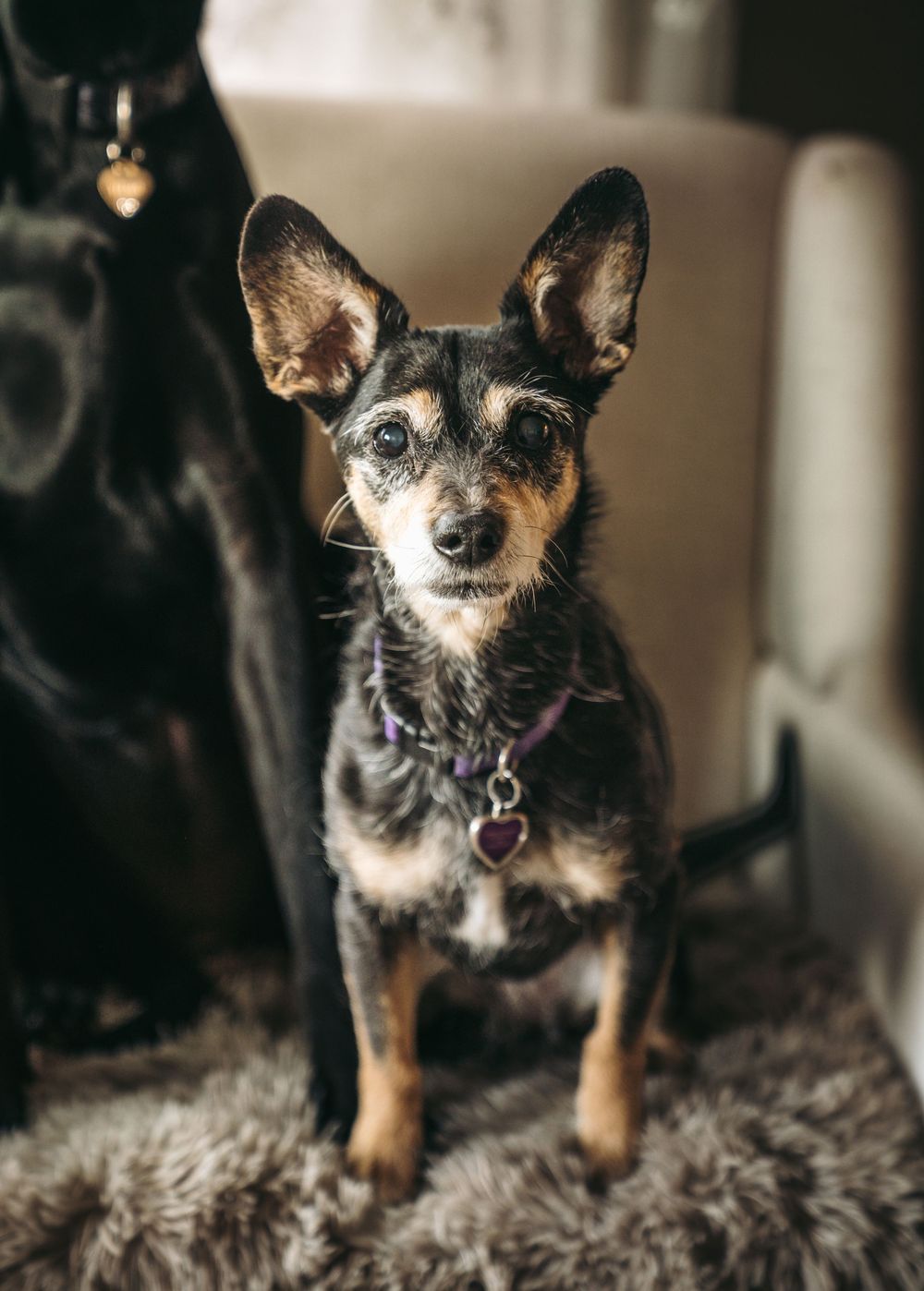Small black and tan Chihuahua mix dog with large ears wearing a purple collar sitting on a fluffy rug.