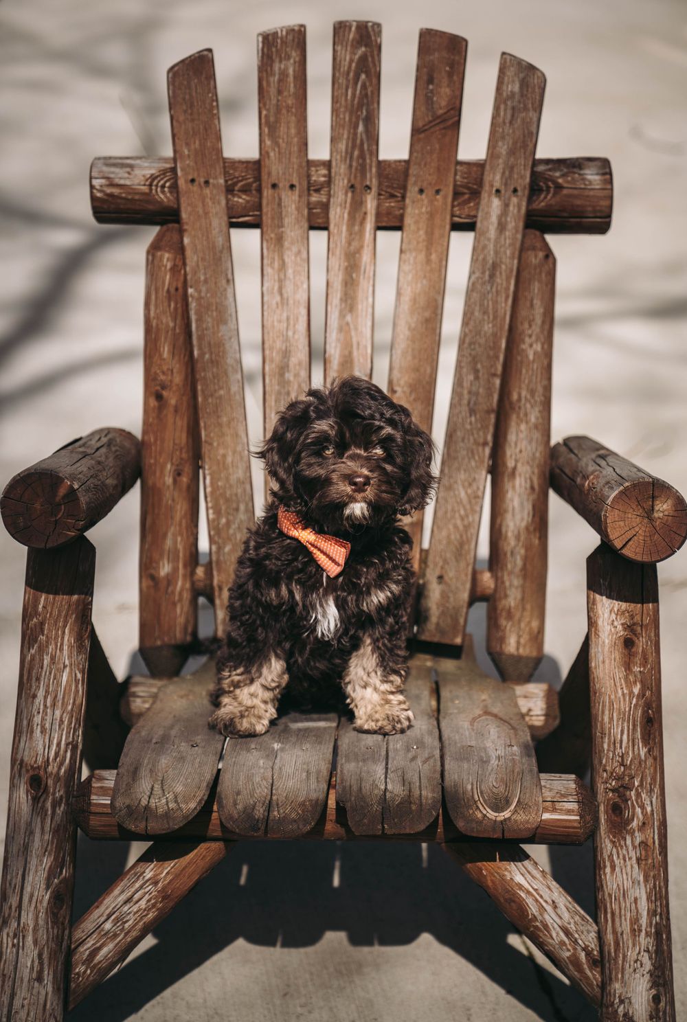 A fluffy dark puppy wearing an orange bow tie sits on a rustic wooden log Adirondack chair outdoors.