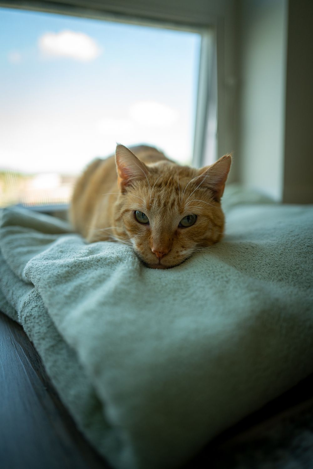 An orange tabby cat rests its head on a soft teal blanket near a sunlit window with blue sky.