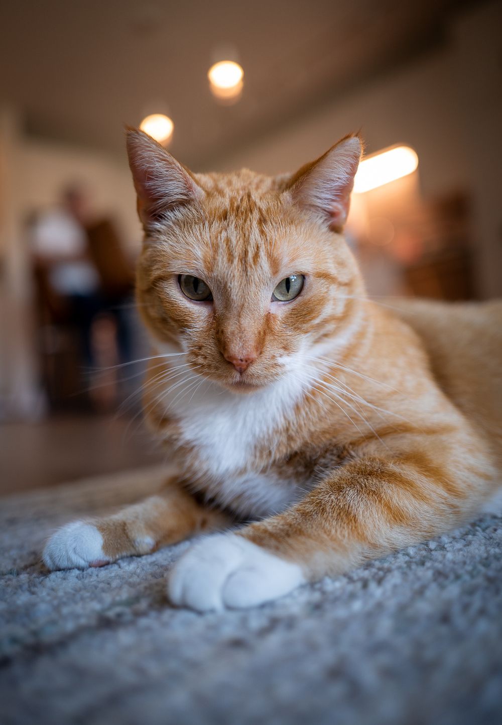 An orange tabby cat with white paws lounges on gray carpet indoors with warm bokeh lights in background.