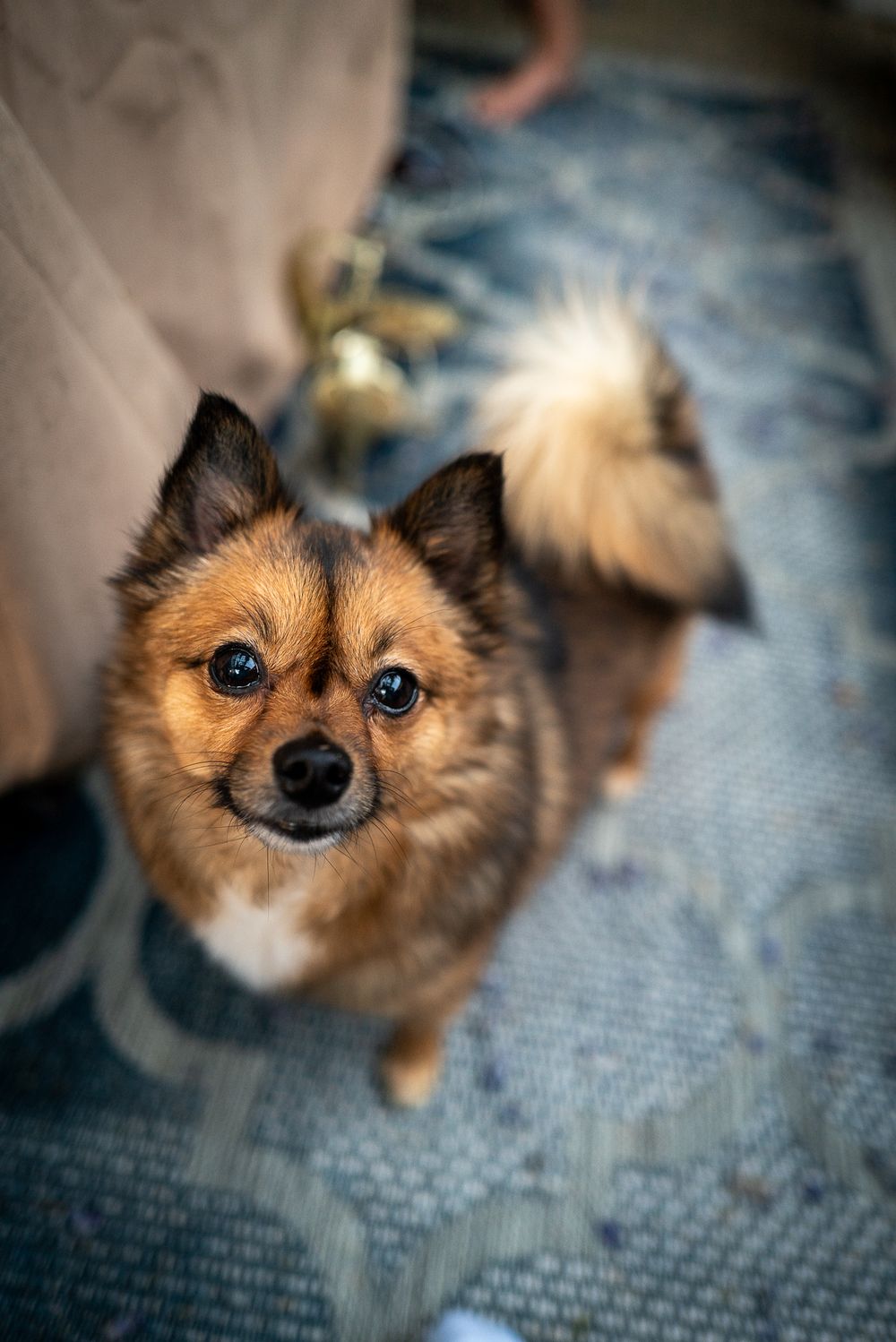 An adorable fluffy brown Pomeranian dog looks up at the camera while standing on a patterned rug.