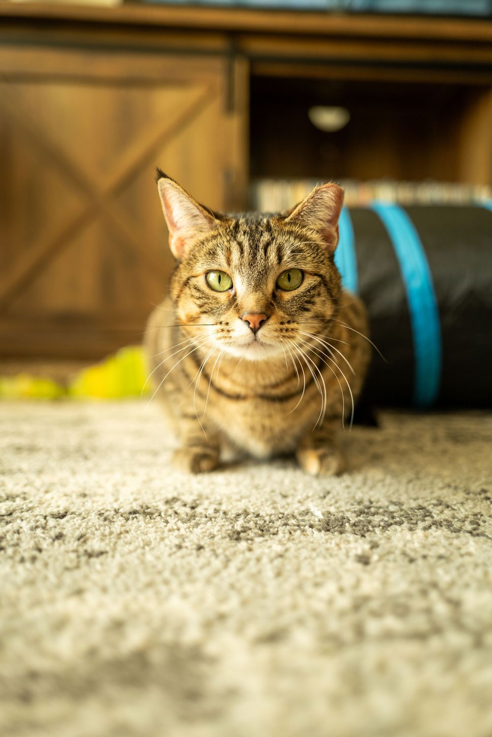 A brown tabby cat with green eyes sits alert on carpet near a wooden cabinet and blue toy tunnel.