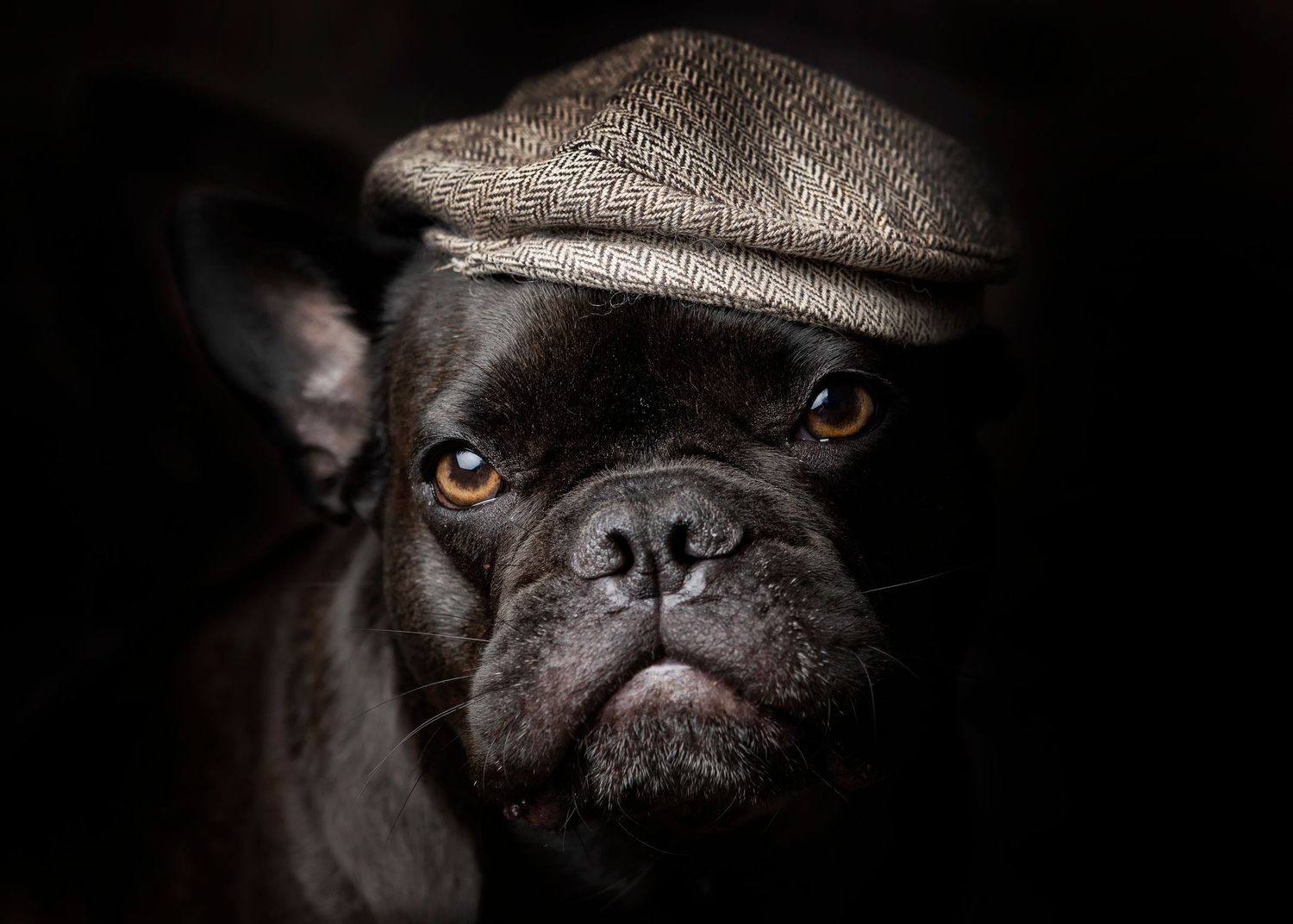 pet photography fareham