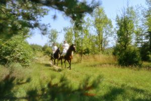 sesion de fotos con caballos en pareja, vitoria, bilbao, donostia, san sebastian