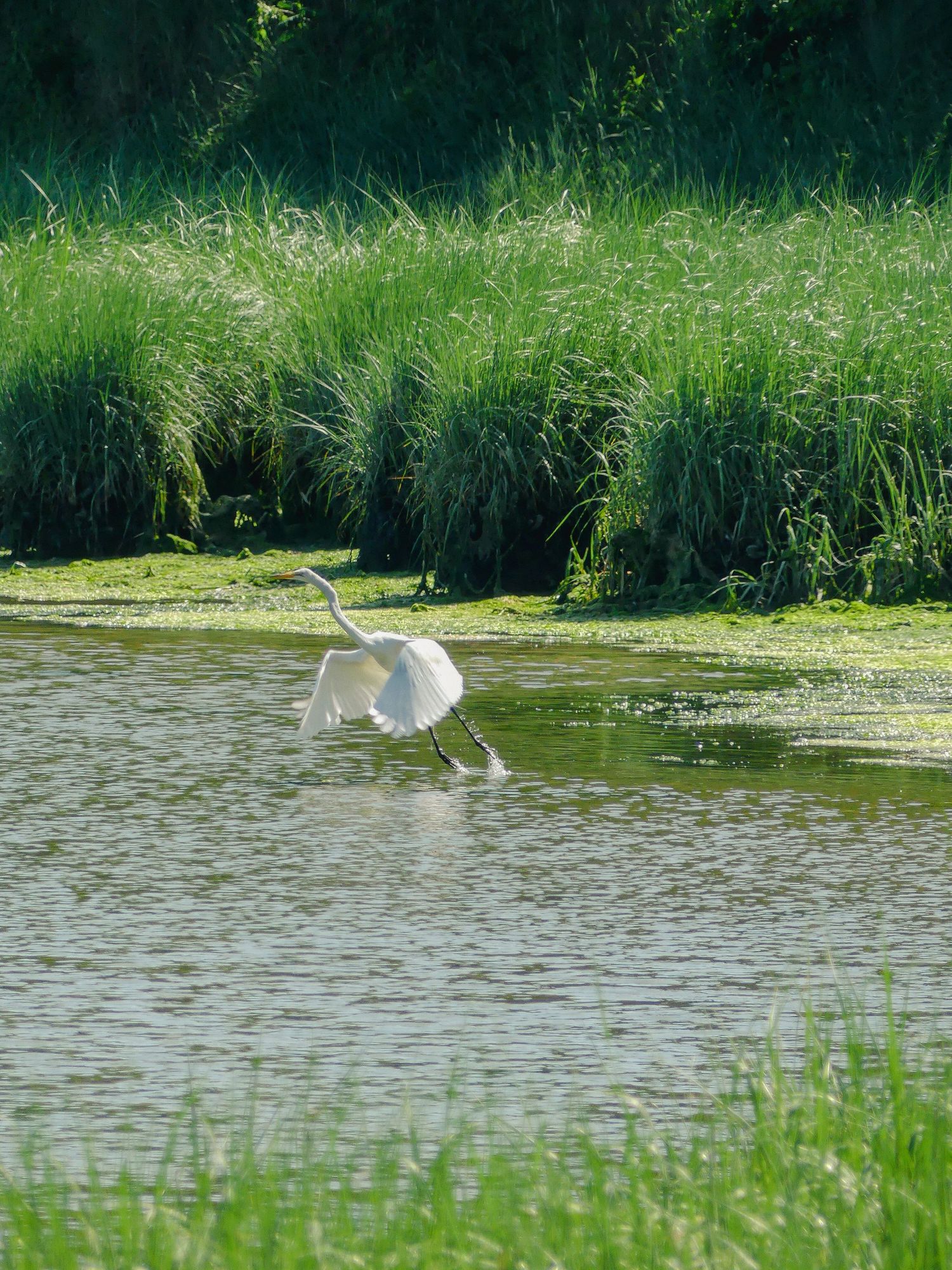 White great egret skimming water surface with wings spread in lush green wetland habitat.