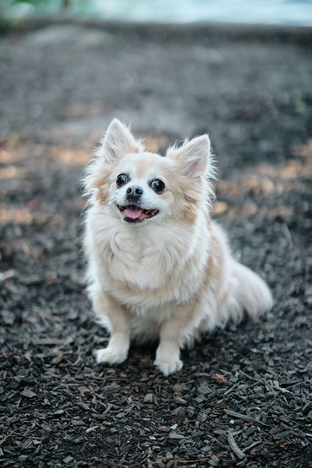 Adorable white Chihuahua mix dog playing and smiling in mulch ground covering area.