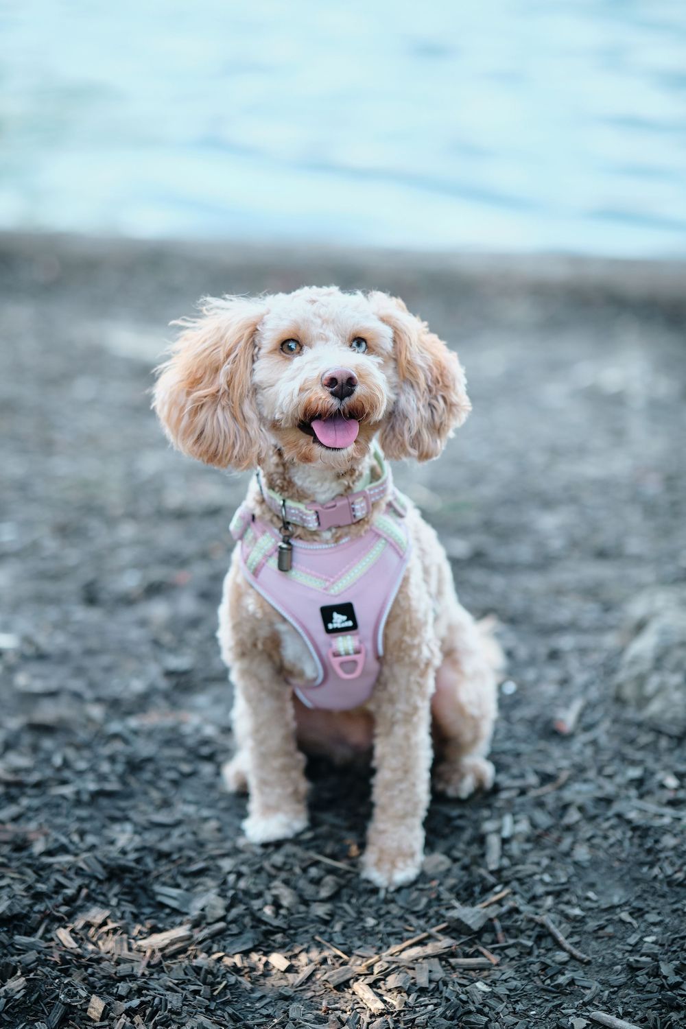 A happy cream-colored toy poodle wearing a pink harness poses on dirt ground in three different angles.