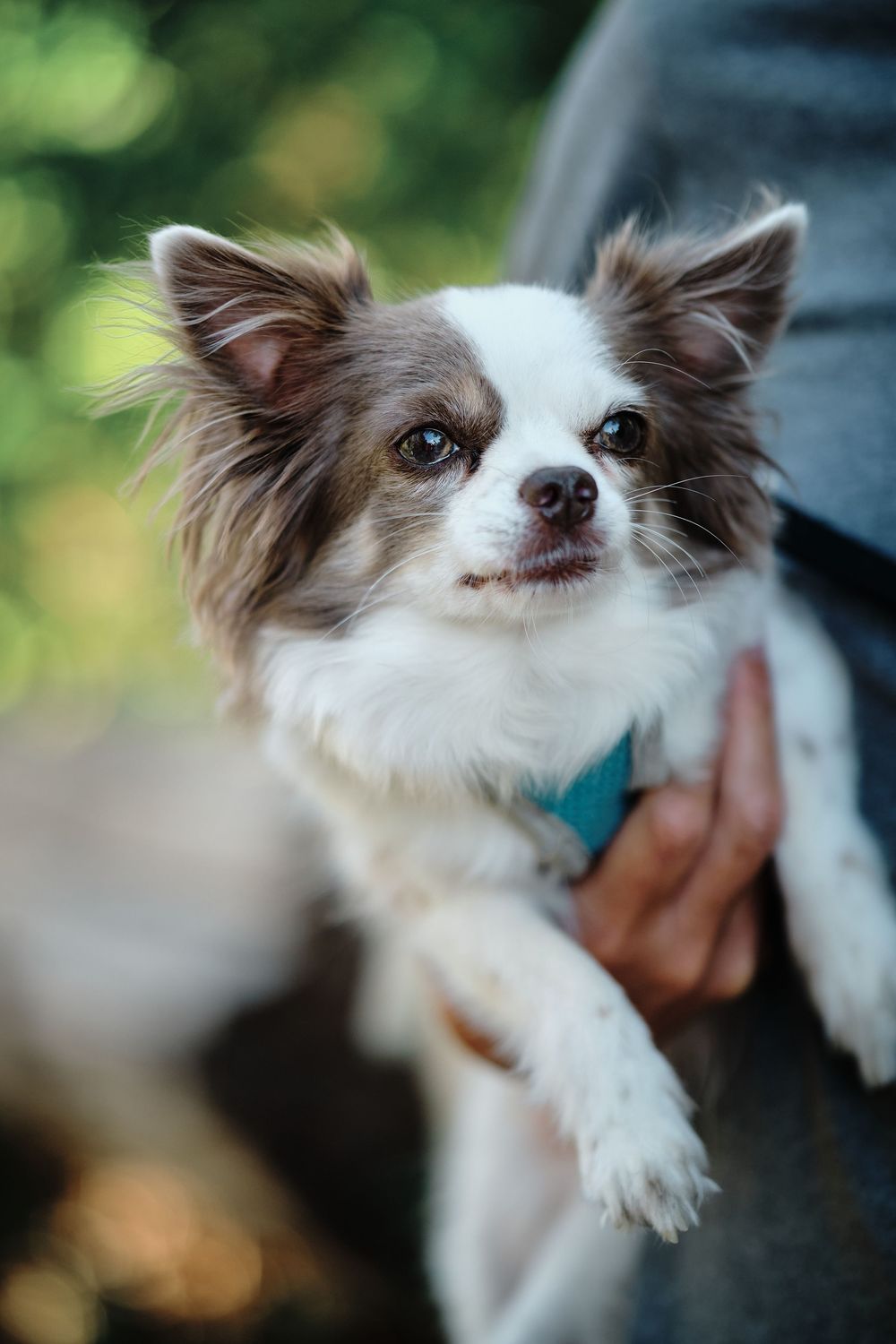 A sequence of close-up photos showing a small brown and white Chihuahua mix dog with expressive eyes and pointed ears.