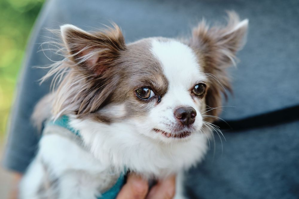 A brown and white Chihuahua mix dog with perked ears gazes intently at the camera in a series of portrait shots.