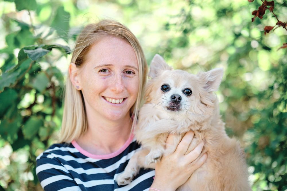 Four sequential photos show a person in a striped shirt holding and interacting with a small Chihuahua dog outdoors.