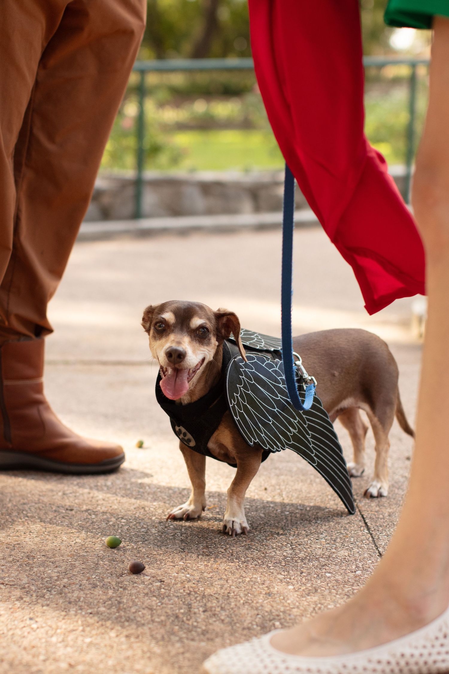 dog photo shoot Austin texas Zillker Botanical Gardens