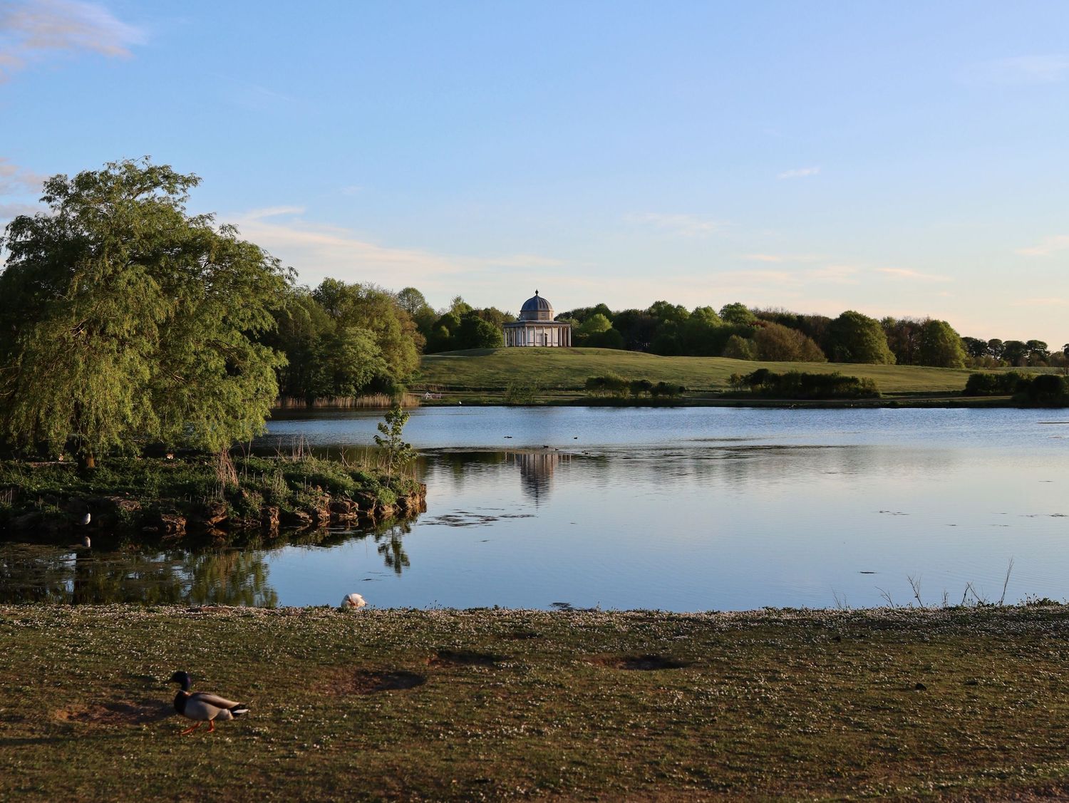 Panoramic view of a tranquil lake surrounded by trees and grassy shoreline.