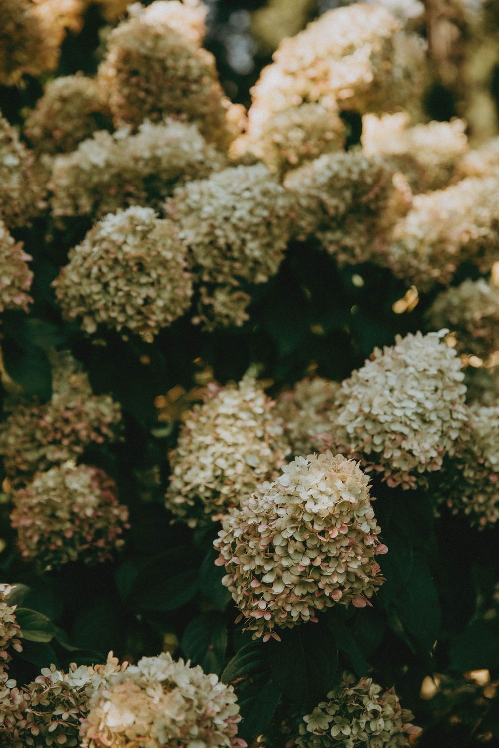 Close-up macro photos of delicate white hydrangea flower clusters blooming on dark green foliage background in soft light.
