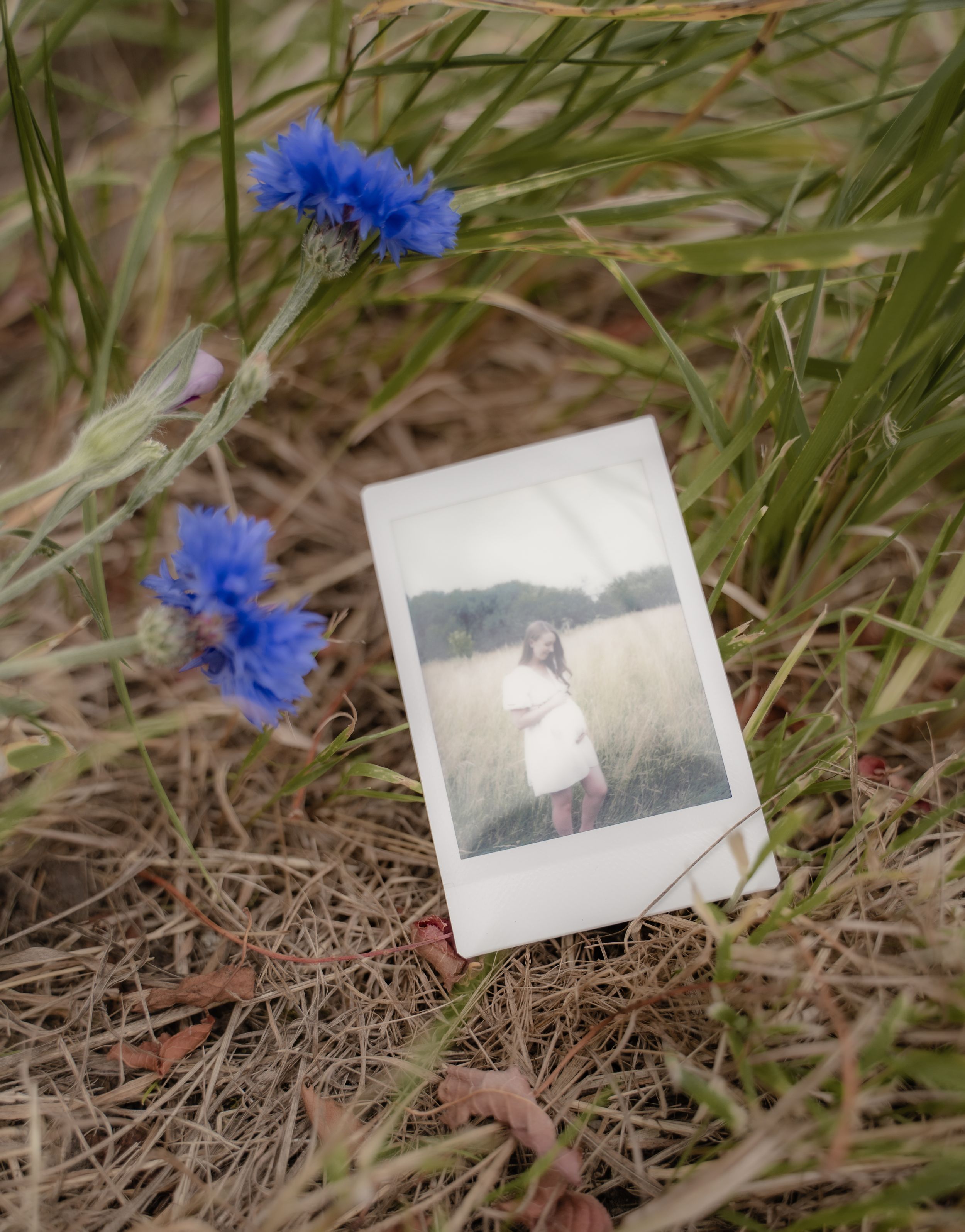 Blue cornflowers bloom among green grass with vintage photographs scattered on the ground in a natural outdoor setting.