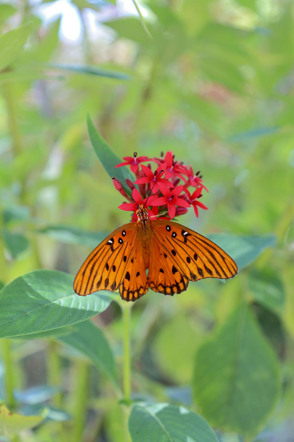 butterfly, nature, outdoor, outdoor photography, nature photography