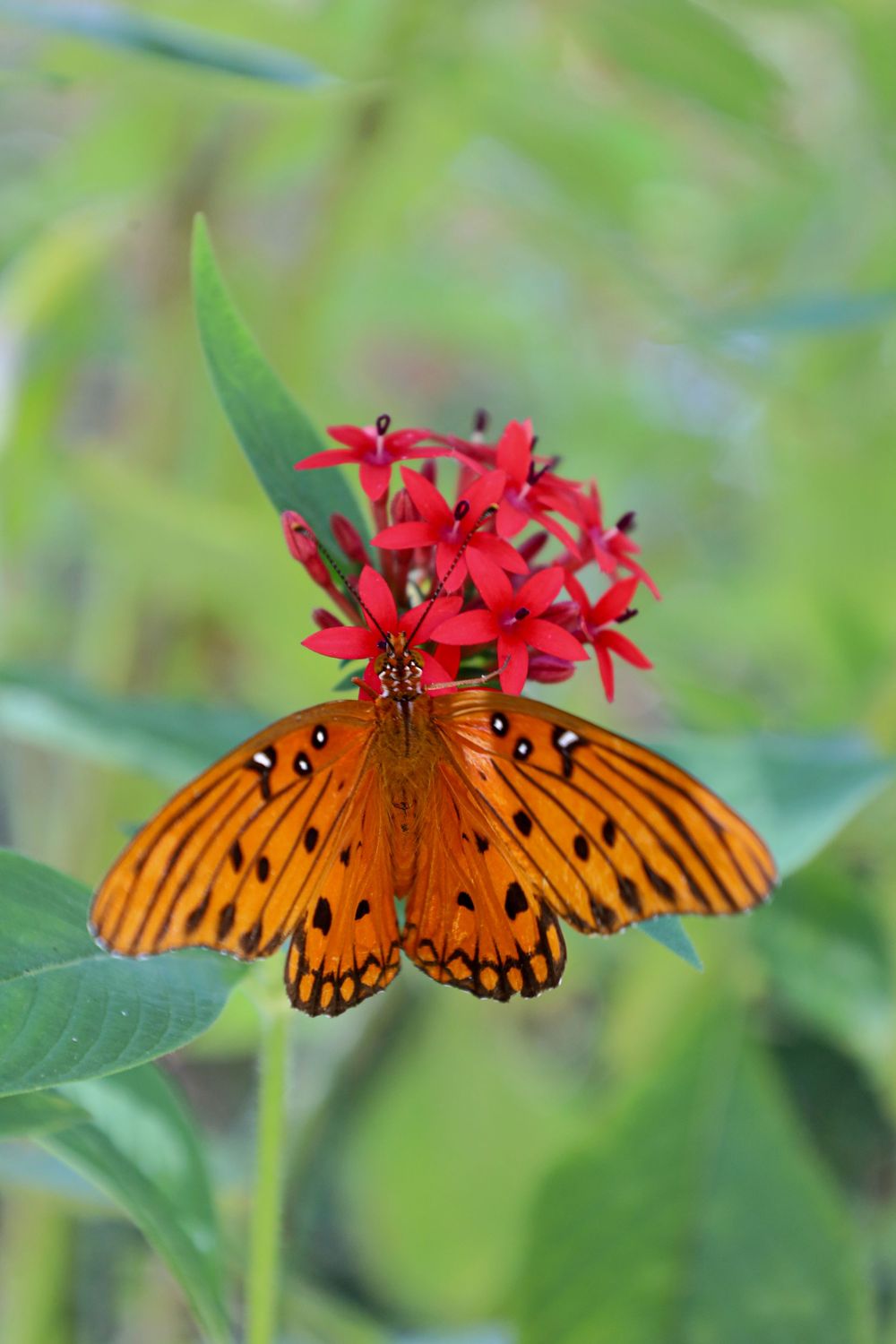 butterfly, nature, outdoor, outdoor photography, nature photography