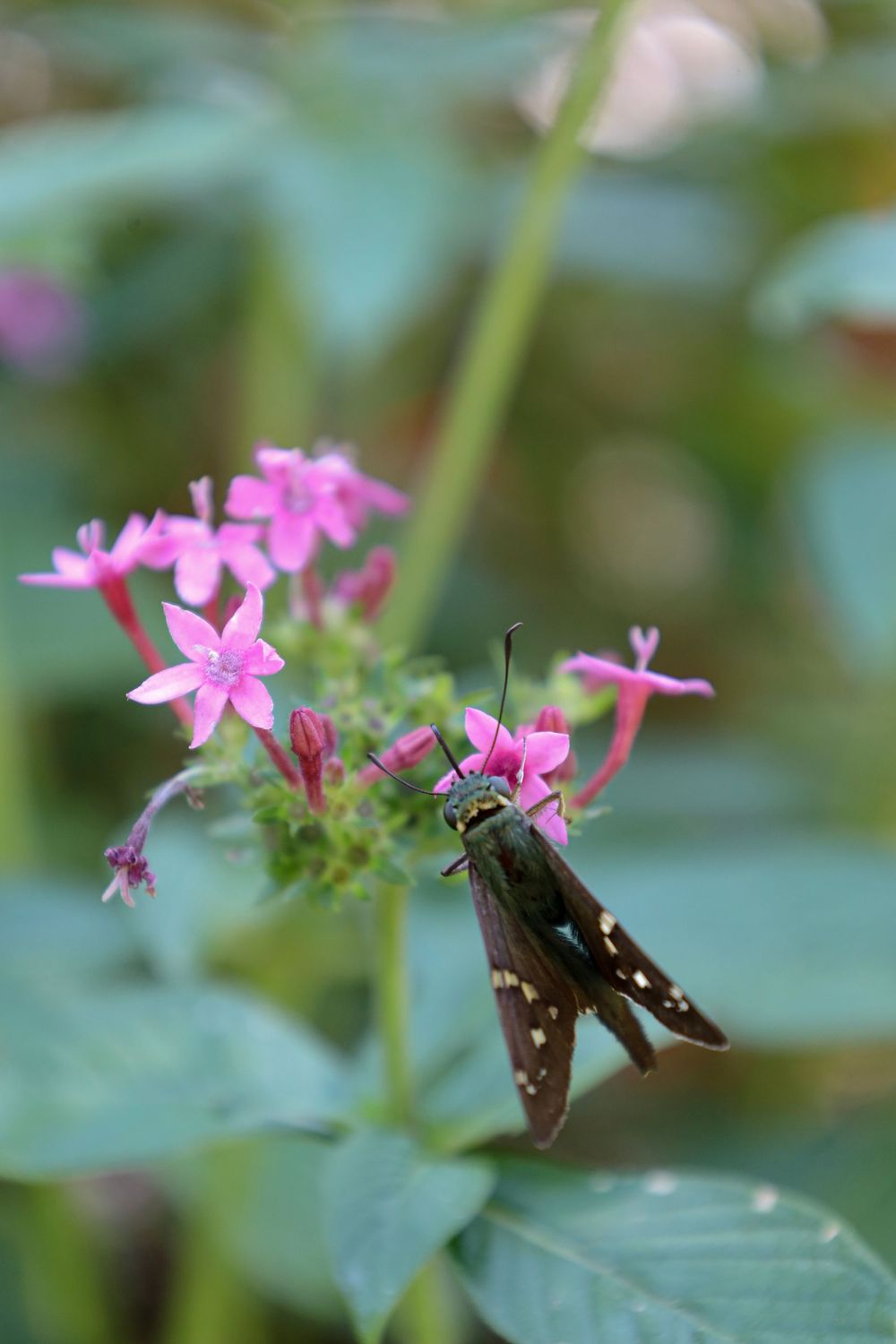 butterfly, nature, outdoor, outdoor photography, nature photography