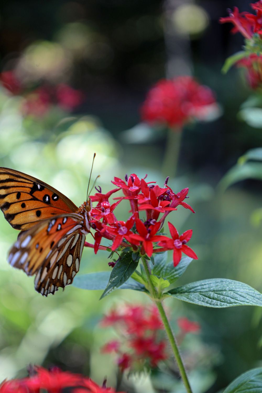 butterfly, nature, outdoor, outdoor photography, nature photography
