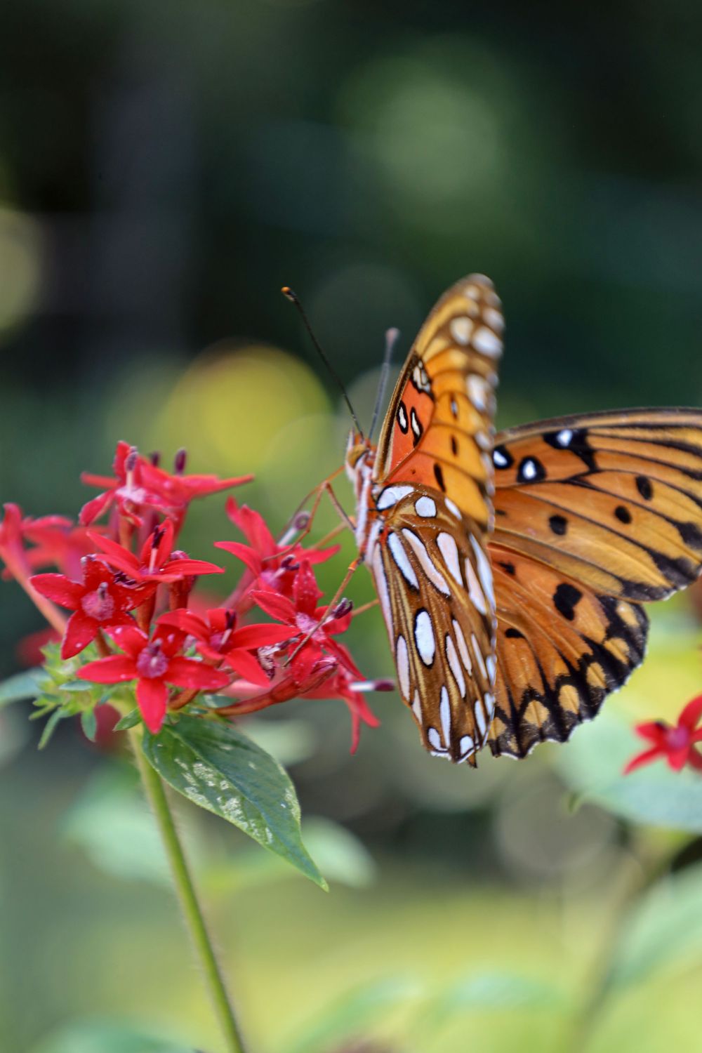 butterfly, nature, outdoor, outdoor photography, nature photography