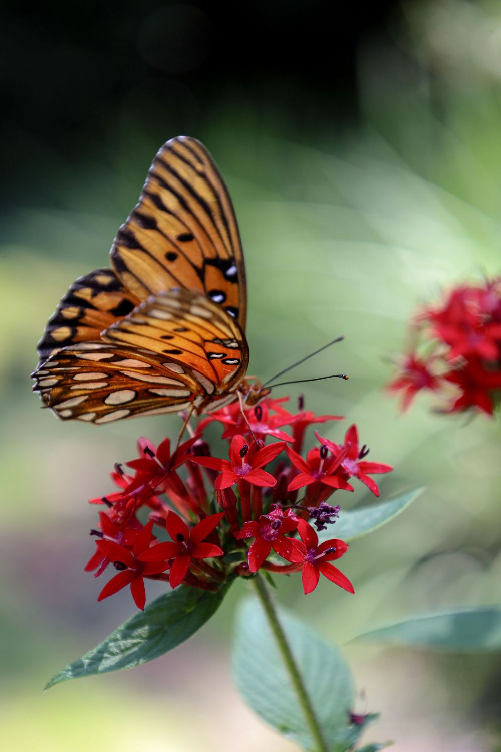 butterfly, nature, outdoor, outdoor photography, nature photography