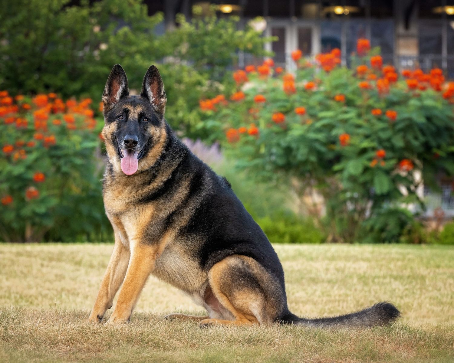Porter, a German Shepherd dog, sits attentively in front of some Pride of Barbados at the Long Center in Austin, Texas.