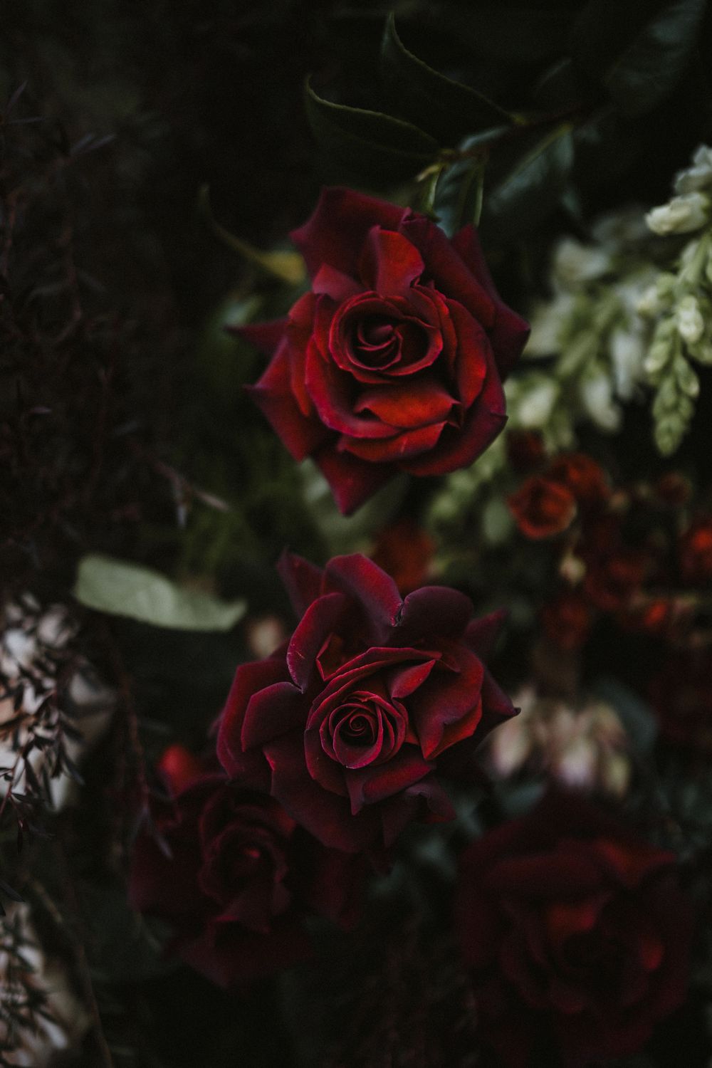 Deep red roses in dramatic lighting against a dark background.