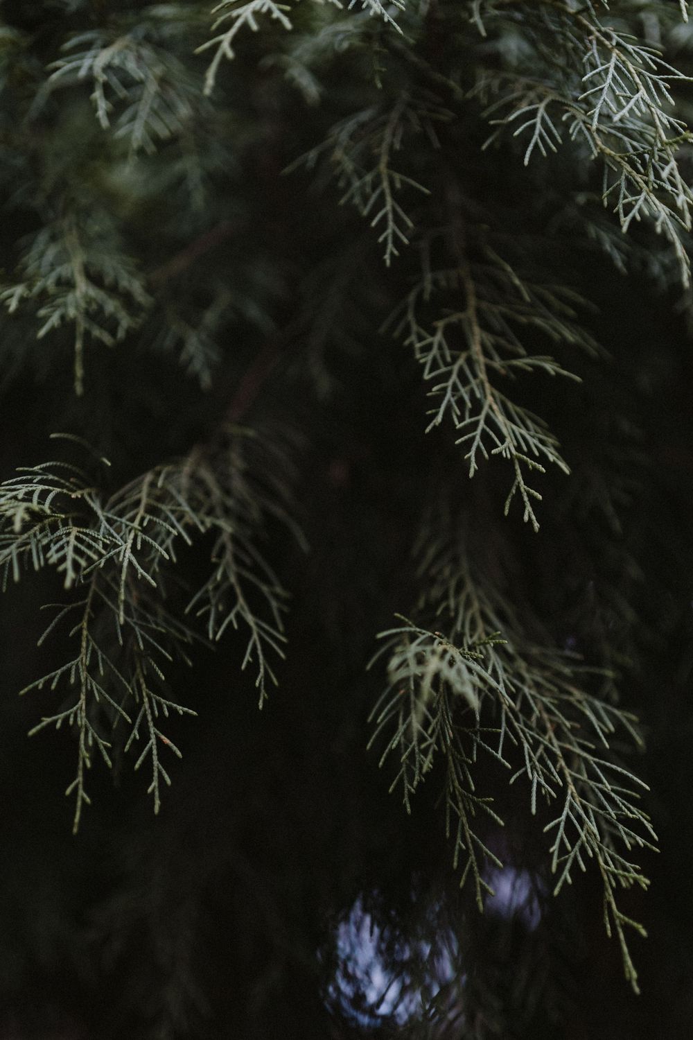 Delicate evergreen branches silhouetted against a dark background with hints of blue light.