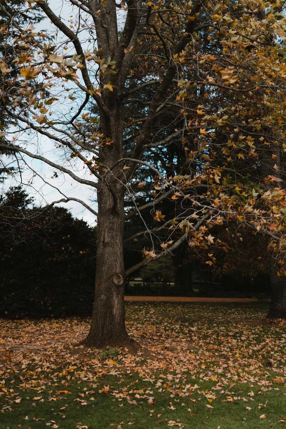 Autumn scene with fallen orange leaves scattered beneath a large tree in a grassy yard.