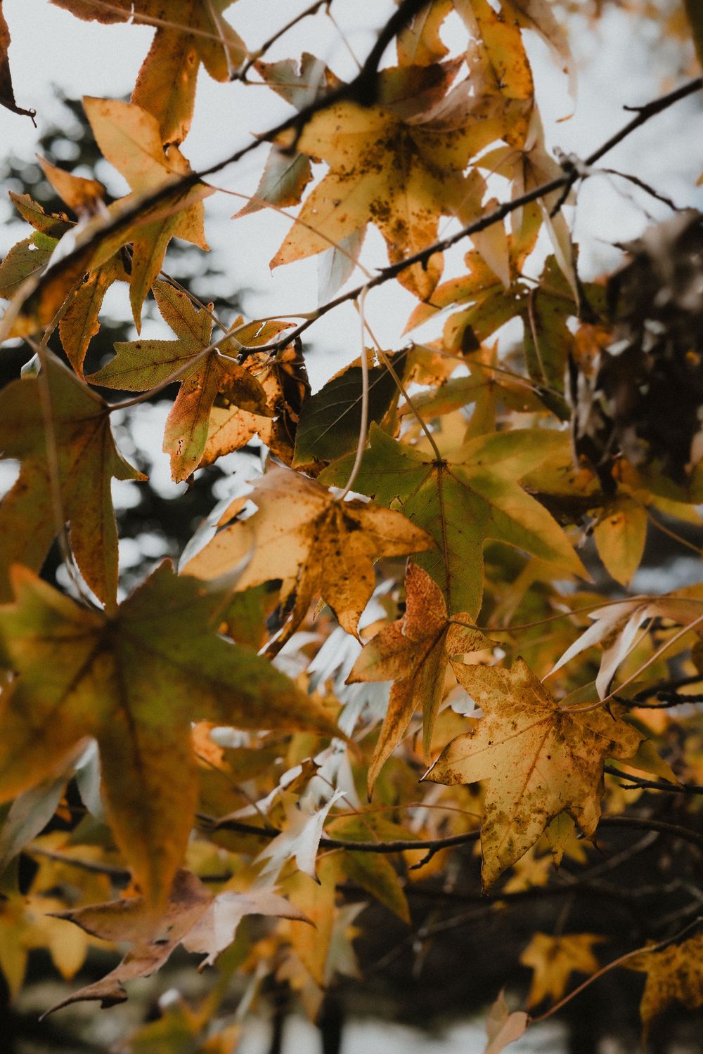 Golden autumn oak leaves backlit by sunlight creating a warm seasonal display.
