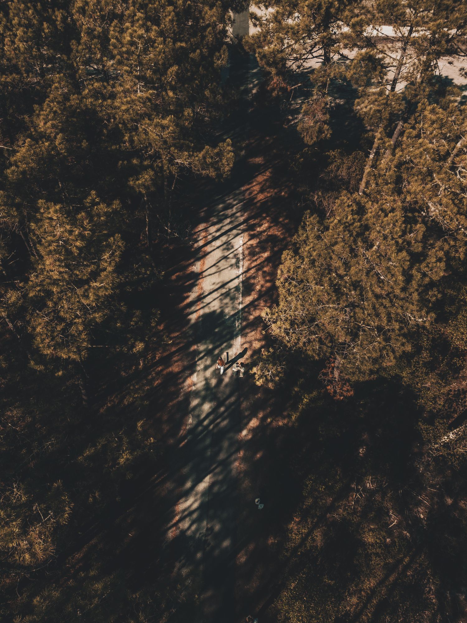 Sunlight streams through autumn tree branches creating dramatic shadows and golden light in a forest canopy.