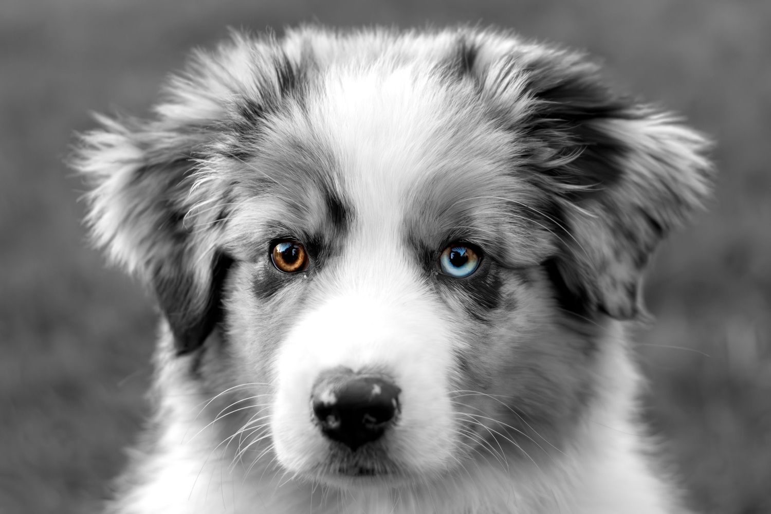 Dog portrait