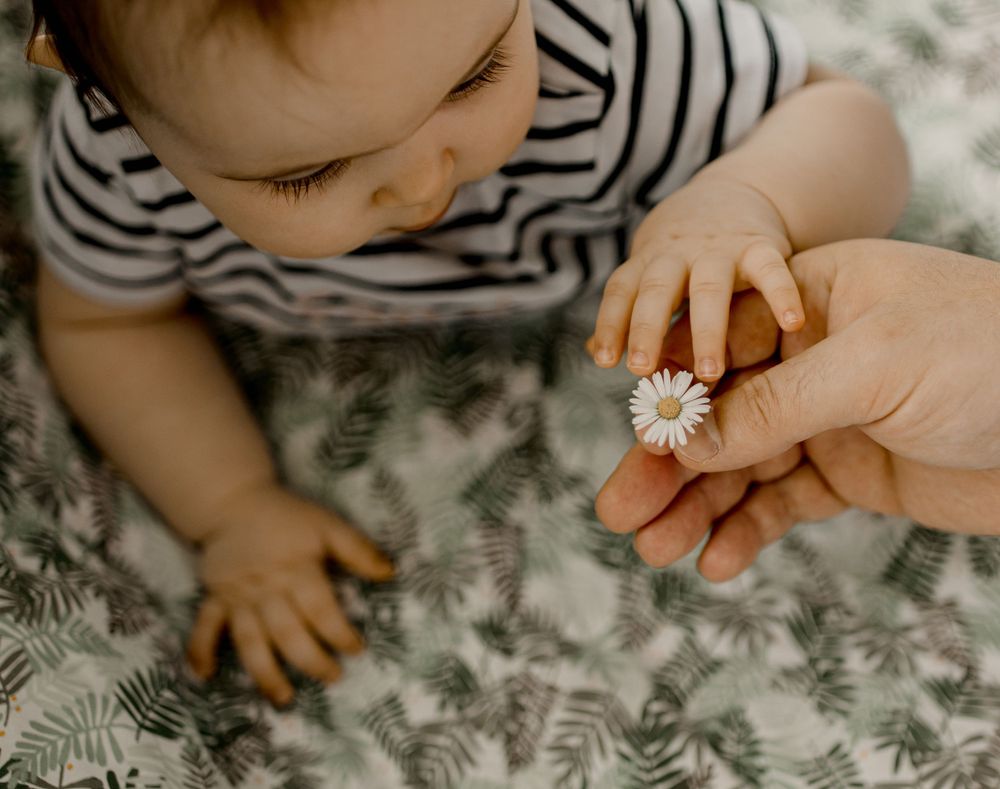 Gros plan de petites mains qui attrapent une minuscule fleur de marguerite.