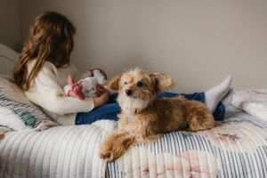 Furry dog lounging on bed with striped comforter.
