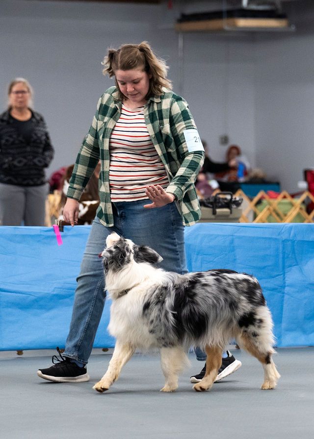 The photographer Liz Miller competing in a dog sport, rally, with her blue merle australian shepherd