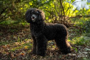 A black standard poodle stands elegantly in a forest setting with dappled sunlight filtering through the trees.
