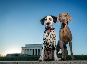 A Dalmatian and Weimaraner sit together in front of the Lincoln Memorial under a clear blue sky.