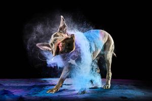 Dog shaking off blue powder against dark background creating beautiful motion effect.