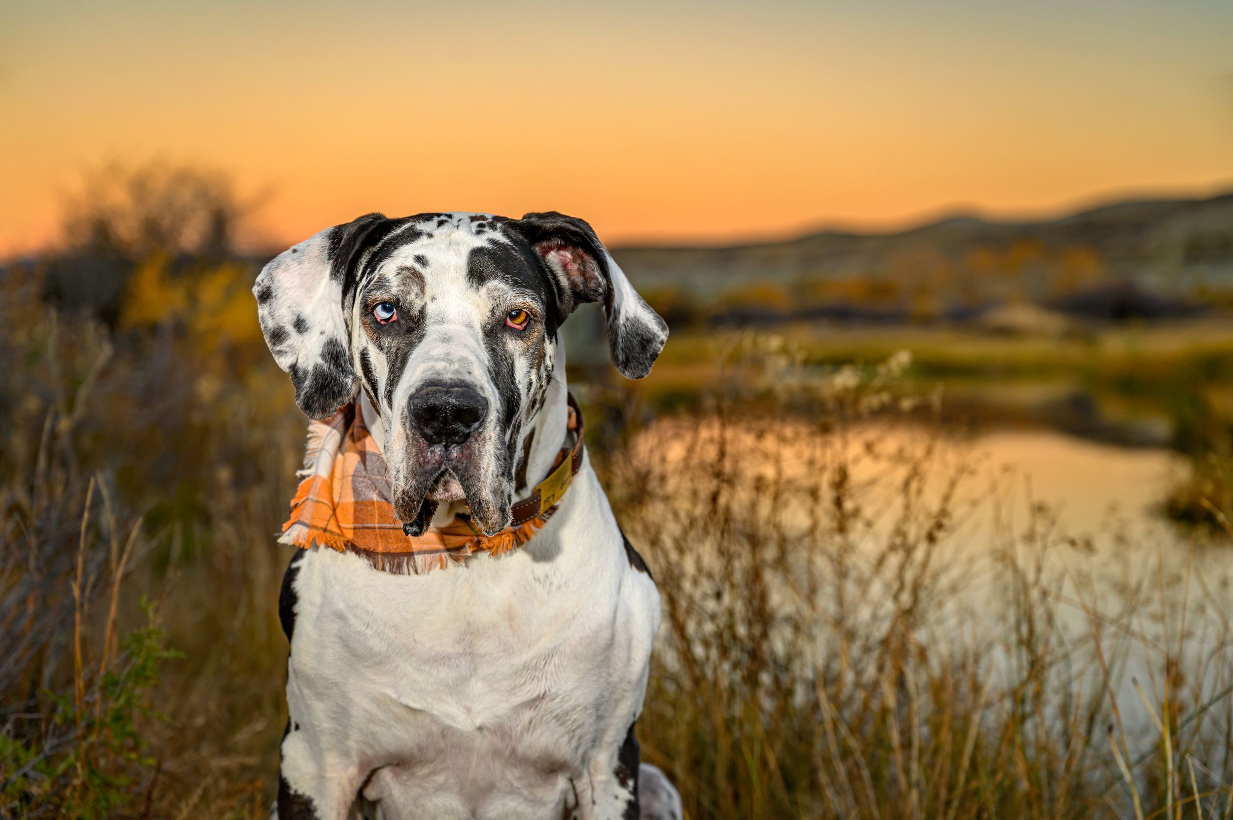 Great Dane dog portrait against sunset sky and water backdrop.