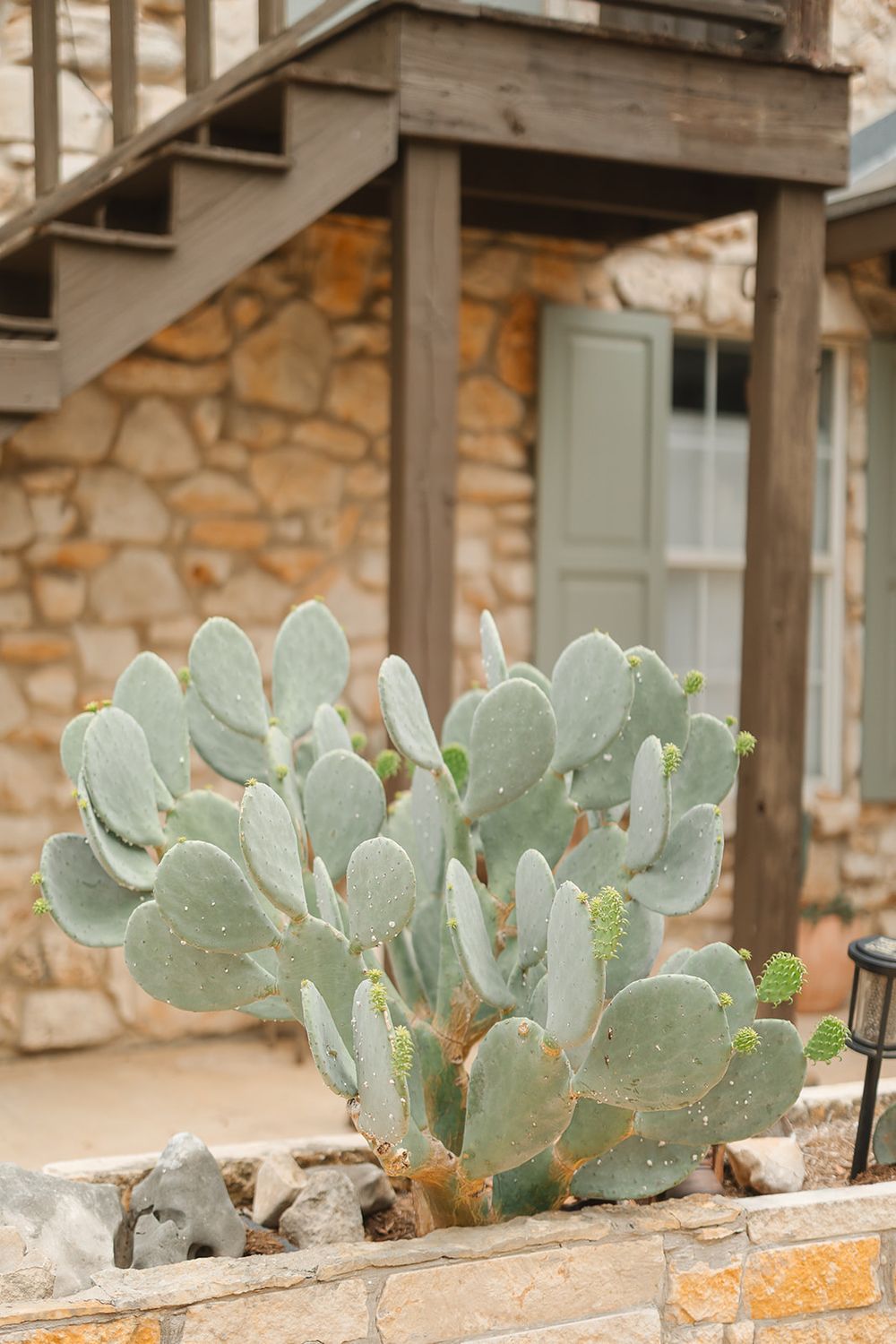 A large blue prickly pear cactus growing against a rustic stone wall with wooden stairs and a sage green door in background.
